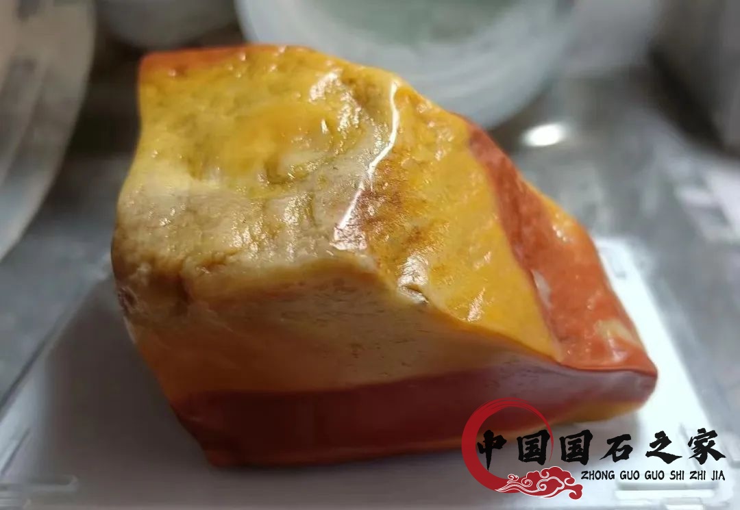 老撾石·黃睫角蝮蛇