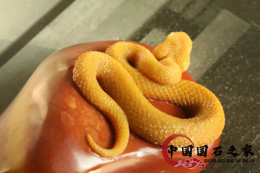 老撾石·黃睫角蝮蛇