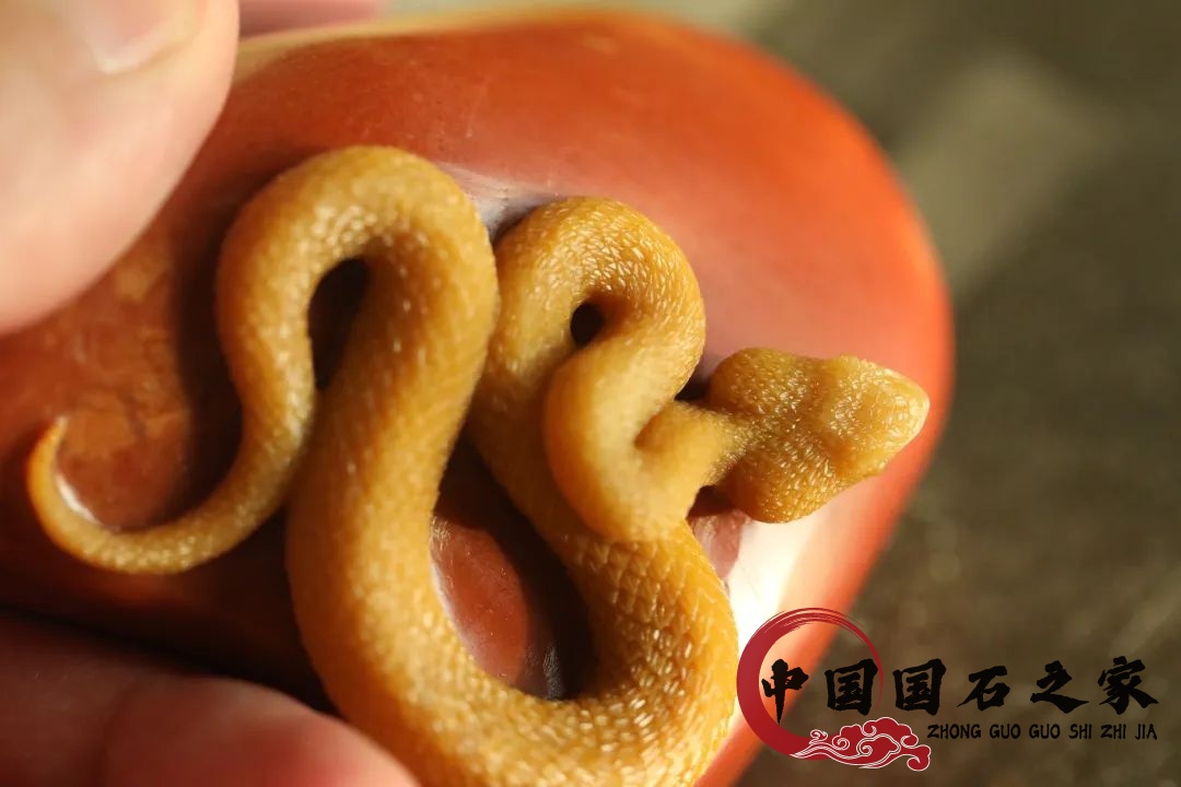 老撾石·黃睫角蝮蛇