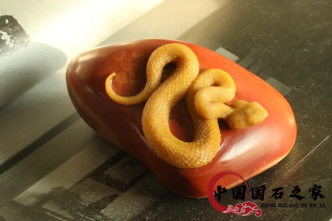 老撾石·黃睫角蝮蛇