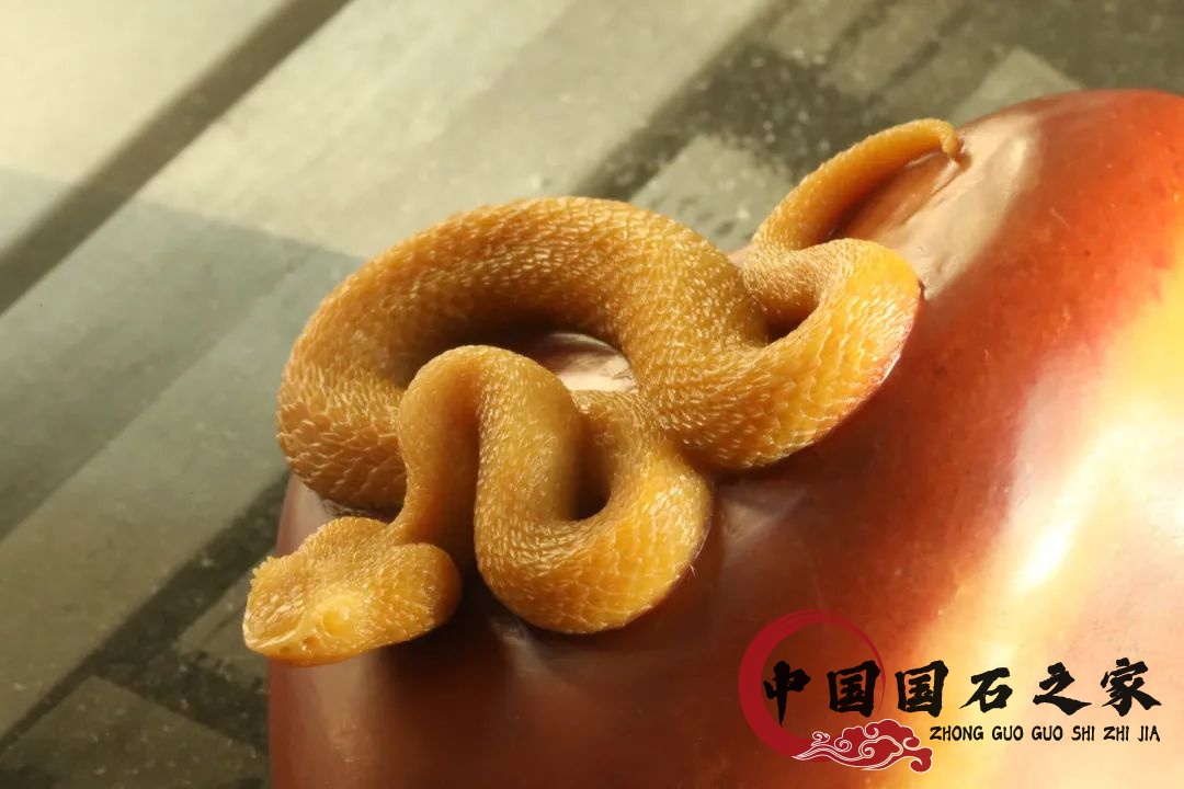 老撾石·黃睫角蝮蛇