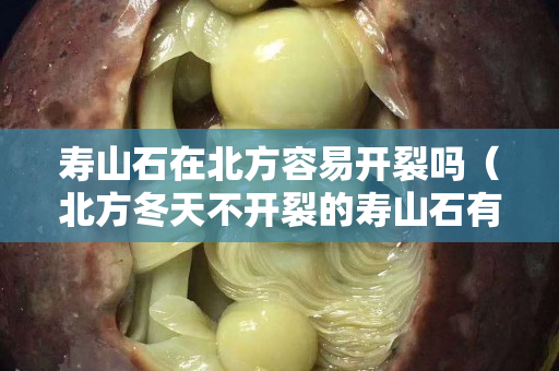 壽山石在北方容易開裂嗎（北方冬天不開裂的壽山石有哪些）