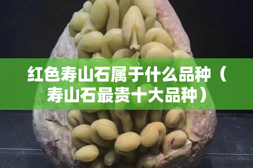 紅色壽山石屬于什么品種（壽山石最貴十大品種）