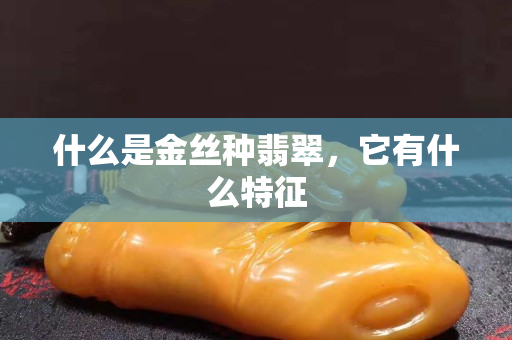 什么是金絲種翡翠，它有什么特征