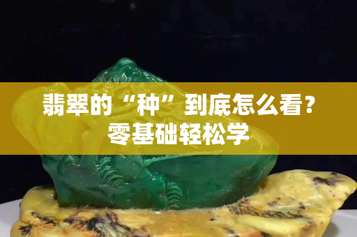 翡翠的“種”到底怎么看？零基礎輕松學