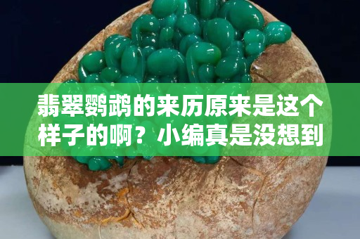 翡翠鸚鵡的來歷原來是這個樣子的啊？小編真是沒想到啊