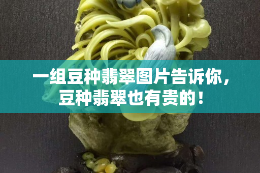 一組豆種翡翠圖片告訴你，豆種翡翠也有貴的！