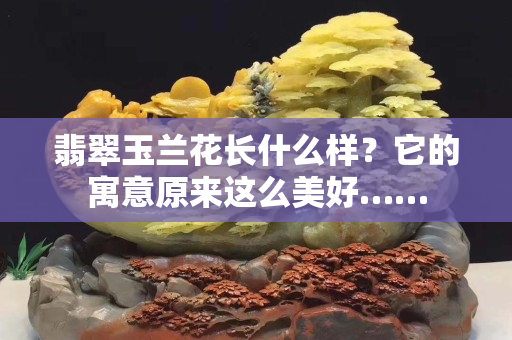 翡翠玉蘭花長(zhǎng)什么樣？它的寓意原來(lái)這么美好……