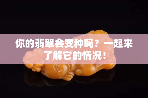 你的翡翠會變種嗎？一起來了解它的情況！