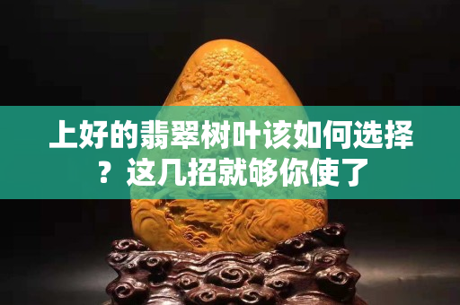 上好的翡翠樹(shù)葉該如何選擇？這幾招就夠你使了