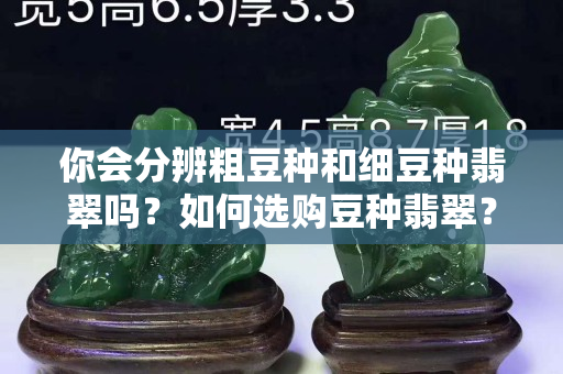 你會分辨粗豆種和細豆種翡翠嗎？如何選購豆種翡翠？