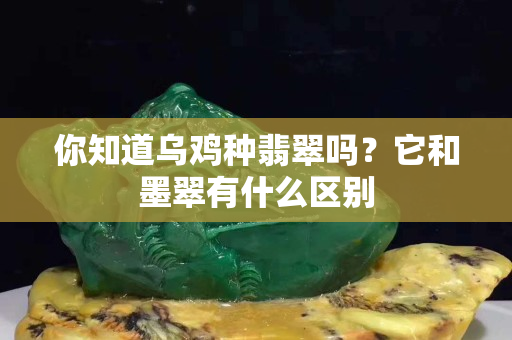 你知道烏雞種翡翠嗎？它和墨翠有什么區(qū)別