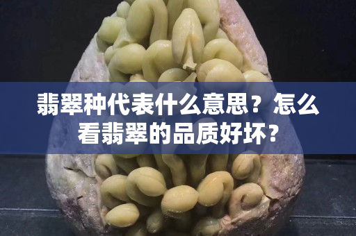 翡翠種代表什么意思？怎么看翡翠的品質(zhì)好壞？