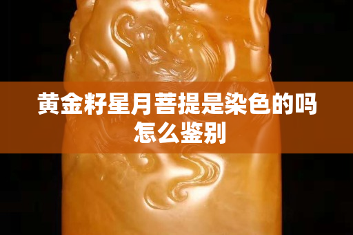 黃金籽星月菩提是染色的嗎 怎么鑒別
