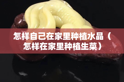 怎樣自己在家里種植水晶（怎樣在家里種植生菜）
