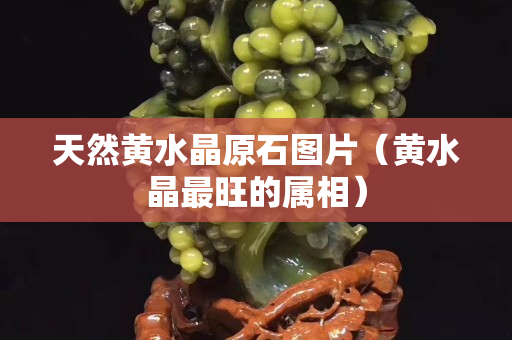 天然黃水晶原石圖片（黃水晶最旺的屬相）