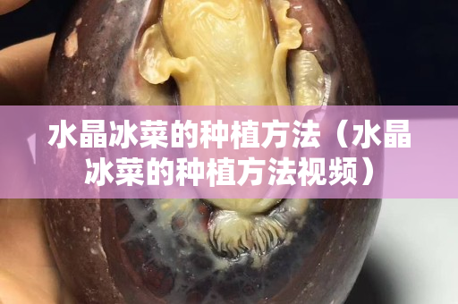 水晶冰菜的種植方法（水晶冰菜的種植方法視頻）