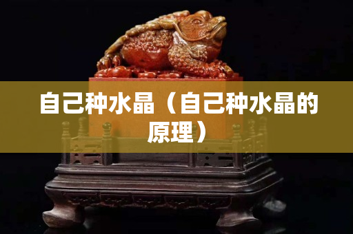 自己種水晶（自己種水晶的原理）