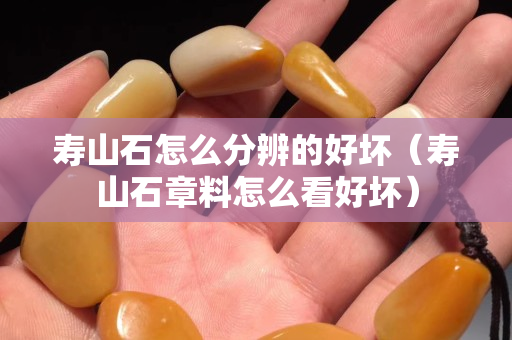 壽山石怎么分辨的好壞（壽山石章料怎么看好壞）
