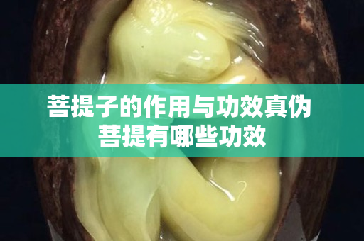 菩提子的作用與功效真?zhèn)?菩提有哪些功效