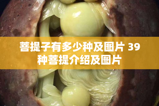 菩提子有多少種及圖片 39種菩提介紹及圖片