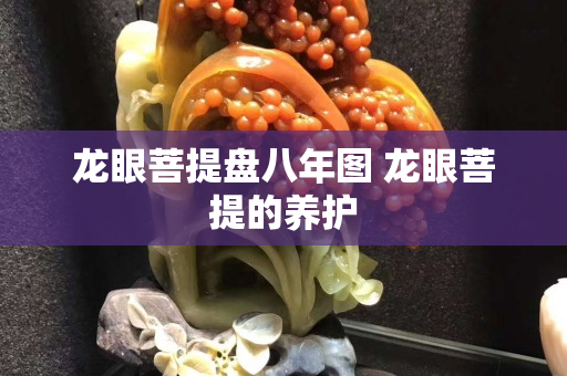 龍眼菩提盤八年圖 龍眼菩提的養護