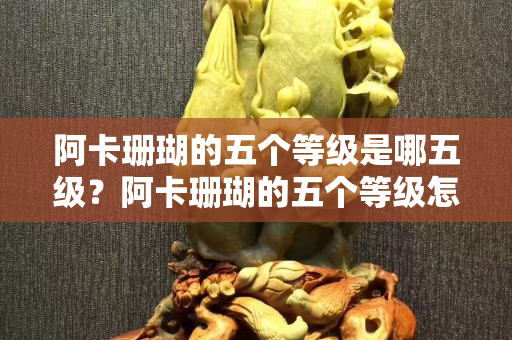 阿卡珊瑚的五個等級是哪五級？阿卡珊瑚的五個等級怎么劃分