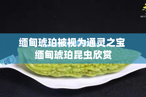 緬甸琥珀被視為通靈之寶 緬甸琥珀昆蟲(chóng)欣賞