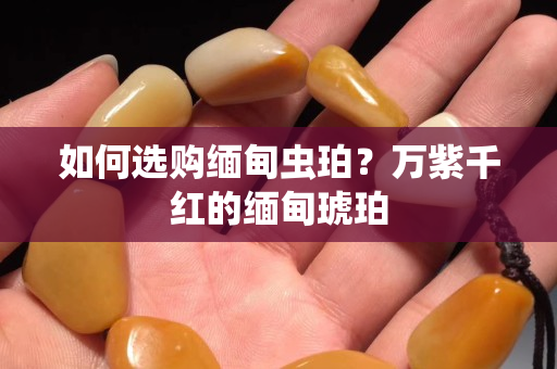 如何選購緬甸蟲珀？萬紫千紅的緬甸琥珀