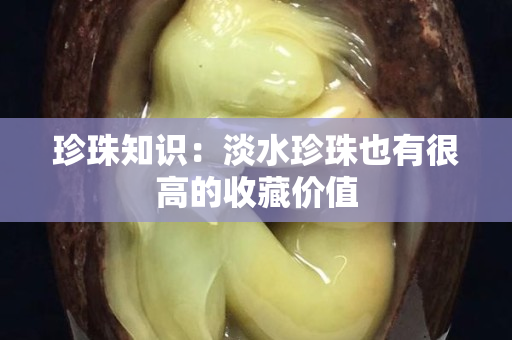 珍珠知識：淡水珍珠也有很高的收藏價值
