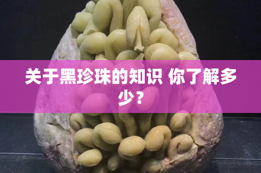 關(guān)于黑珍珠的知識 你了解多少？