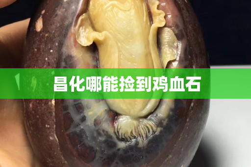昌化哪能撿到雞血石