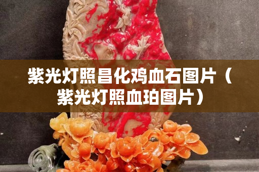 紫光燈照昌化雞血石圖片（紫光燈照血珀圖片）
