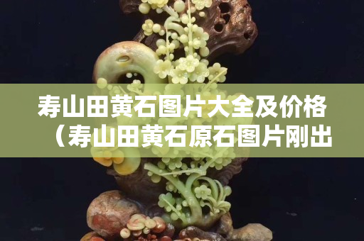 壽山田黃石圖片大全及價格（壽山田黃石原石圖片剛出土的田黃）