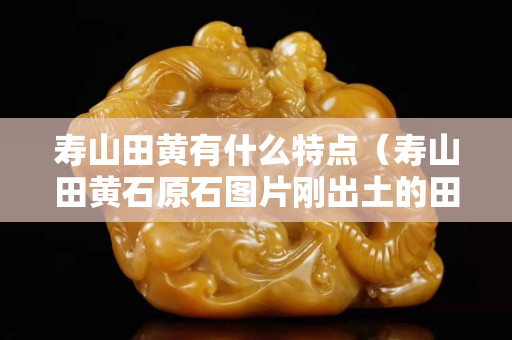 壽山田黃有什么特點（壽山田黃石原石圖片剛出土的田黃）