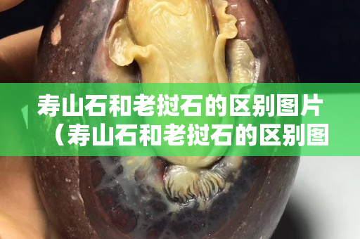 壽山石和老撾石的區別圖片（壽山石和老撾石的區別圖片對比）