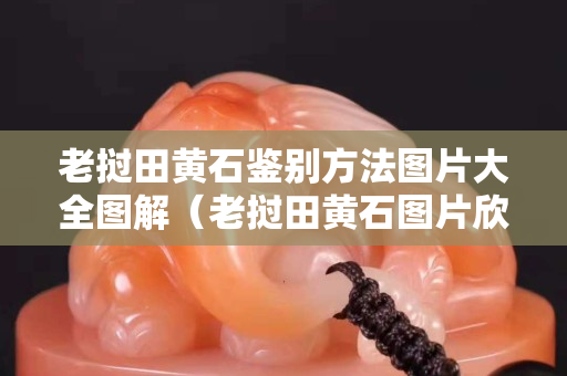 老撾田黃石鑒別方法圖片大全圖解（老撾田黃石圖片欣賞）