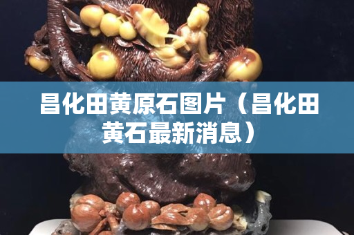 昌化田黃原石圖片（昌化田黃石最新消息）
