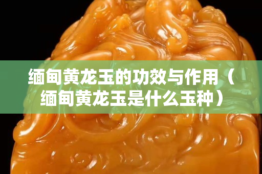 緬甸黃龍玉的功效與作用（緬甸黃龍玉是什么玉種）