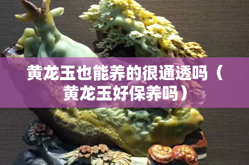 黃龍玉也能養(yǎng)的很通透嗎（黃龍玉好保養(yǎng)嗎）