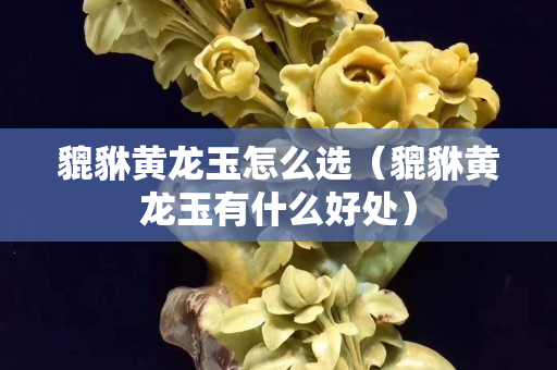 貔貅黃龍玉怎么選（貔貅黃龍玉有什么好處）