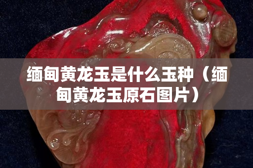 緬甸黃龍玉是什么玉種（緬甸黃龍玉原石圖片）