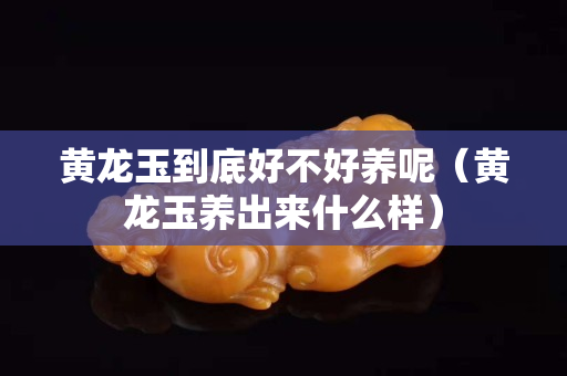 黃龍玉到底好不好養(yǎng)呢（黃龍玉養(yǎng)出來(lái)什么樣）