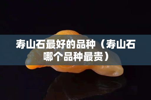 壽山石最好的品種（壽山石哪個品種最貴）
