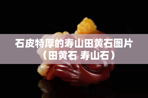 石皮特厚的壽山田黃石圖片（田黃石 壽山石）