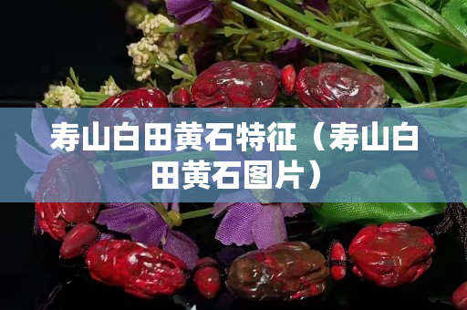 壽山白田黃石特征（壽山白田黃石圖片）
