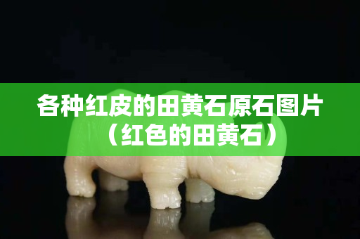 各種紅皮的田黃石原石圖片（紅色的田黃石）
