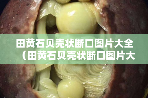 田黃石貝殼狀斷口圖片大全（田黃石貝殼狀斷口圖片大全及價(jià)格）