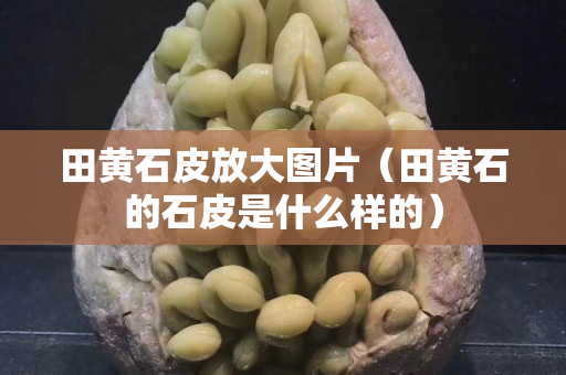 田黃石皮放大圖片（田黃石的石皮是什么樣的）