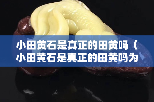 小田黃石是真正的田黃嗎（小田黃石是真正的田黃嗎為什么）